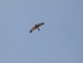/album/photogallery/montagues-harrier-overhead-at-lamin-jpg/